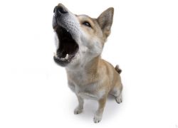 как да преподаваме гласова команда за куче 1