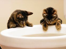 Как да учим котенце на тоалетната1