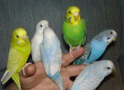 Jak rozlišovat chlapce papouška od dívky1