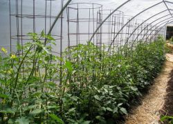 kako hitro povežemo paradižnik v rastlinjaku