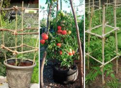 как да вържете високи домати на открито