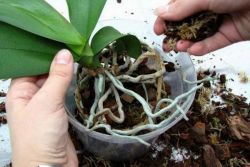 как да се грижи за избледняла орхидея