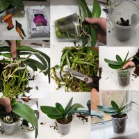засаждане на орхидеи