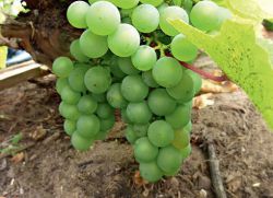 V katerem mesecu presaditi grozdje jeseni