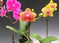 Orchidej po transplantaci