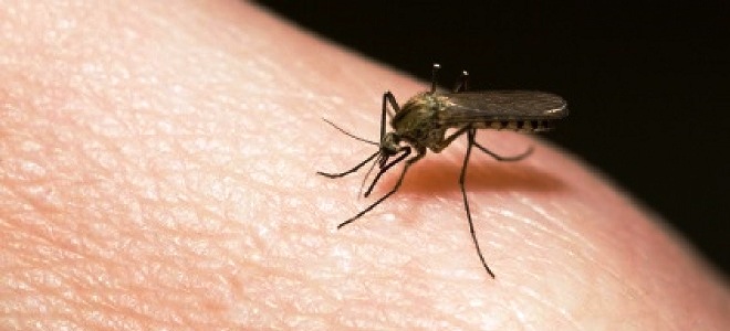 niż w leczeniu ukąszenia komara u dziecka