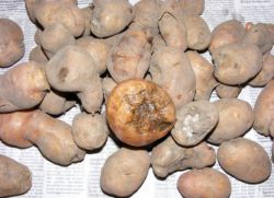 борбата срещу ухапването на картофи