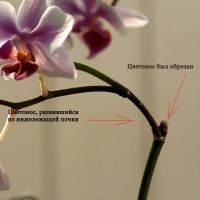 prořezávání orchidejí po květu