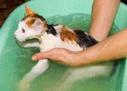 Как да измиете котка, ако се страхува от водата1