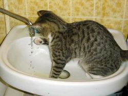 как да измиеш котка 2