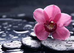 koliko često vodu orhideja tijekom cvatnje