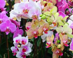 как да напои стая орхидея