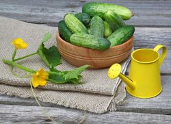 Как да натоваряте краставици за добра реколта