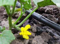 как да се водят краставици в оранжерия