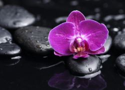 jak často potřebuji vodu orchidejí