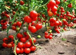 колко да напояваме домати в оранжерията