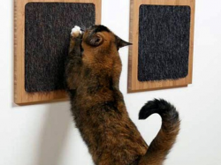 Kako odmažiti mačku da razlomi wallpaper1