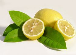 proč je pro tělo užitečný citrón?