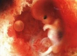 как изглежда ембрионът
