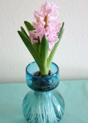 jak chovat hyacinty doma