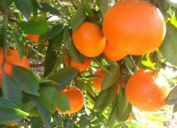 Mandarina prečkana z oranžno, kot se imenuje