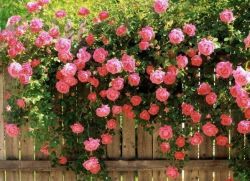 Najlepsze hybrydowe róże herbaciane