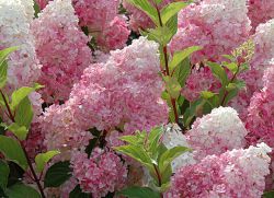 hidrangea vanilije friza skrb panicle