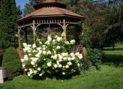 péče o hortenzie paniculata v zahradě