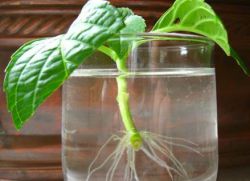 Reprodukcja sadzonek hortensji w wodzie