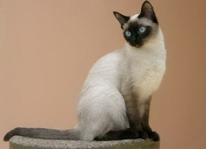 Balinese mačka