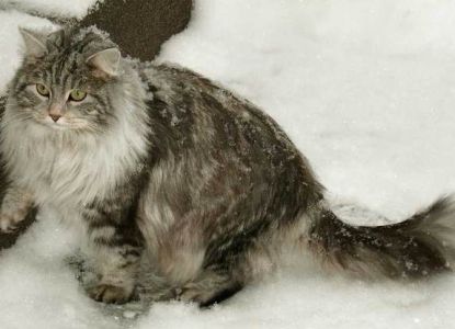 Sibiřská kočka