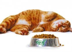 Hypoallergenic cat food1