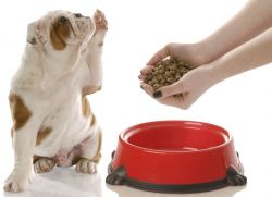 Хипоалергенна храна за кучета1