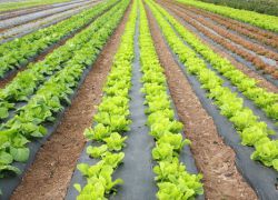kako rastu salata ledene zeljeza u zemlji