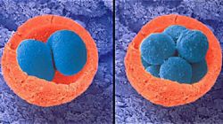 embryo formation.jpg