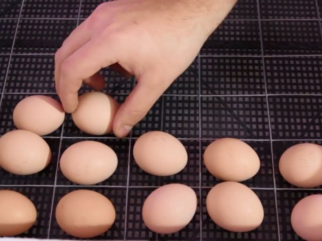 Как переворачивать яйца в инкубаторе