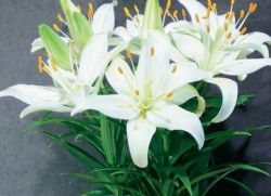 Sobni cvijet bijeli ljiljan