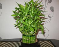 Feng shui pokojové rostliny1