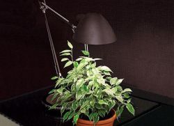 światło dla roślin domowych