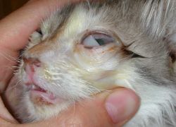 Инфекциозен перитонит на котки 1
