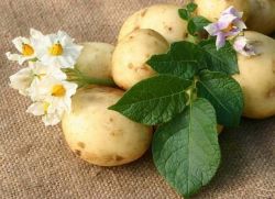 вдишване на картоф при кашлица