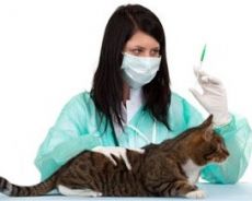 свеобухватна вакцина за мачке