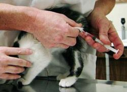 Očkování pro skotské koťata1