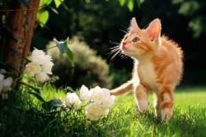 Интересни факти от живота на котките10