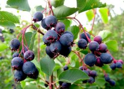 berries irgi užitečné vlastnosti a kontraindikace