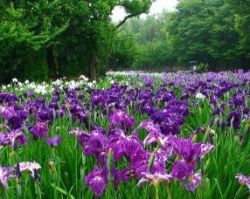 Sibirska iris kultivacija