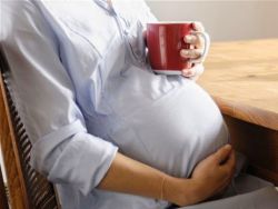 můžete pít čekanku během těhotenství