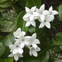 znamení stephanotis