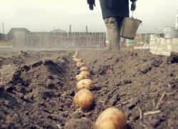 Czy mogę zasadzić ziemniaki zaraz po Wielkanocy?
