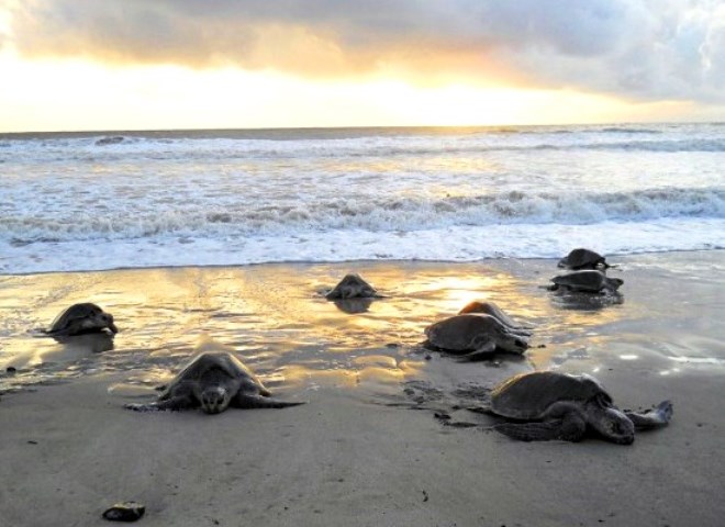Морские черепахи на берегу острова